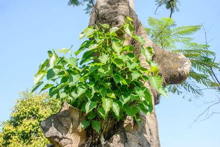 small banyan tree is growing on the another treeの写真素材