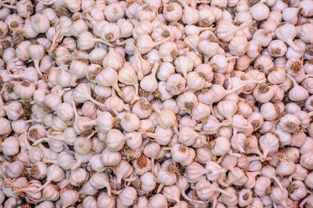 photo of raw material of garlicの写真素材