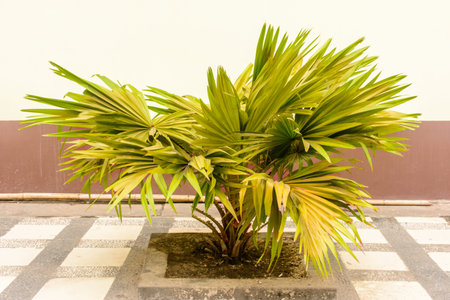 photo of small palm treeの写真素材