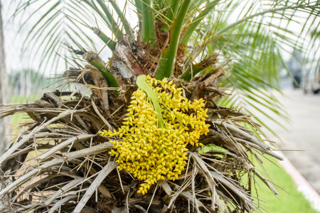 closeup photo of bud of palmの写真素材