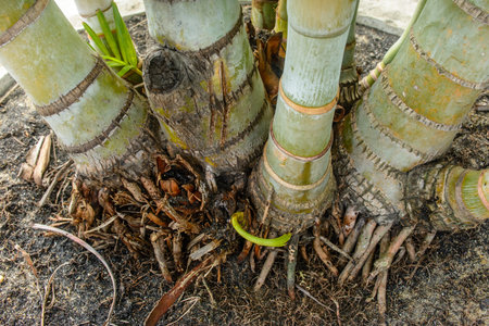closeup photo of root of palm, ptychosperma macarthurii