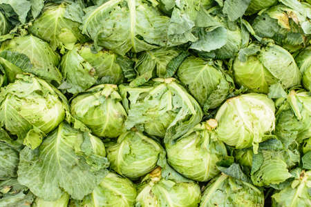 Closeup photo of heap of cabbageの写真素材