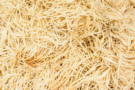 Closeup photo of Indian leek rootの写真素材