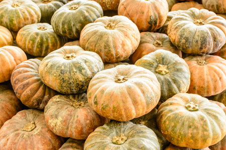 closeup photo of fresh pumpkins