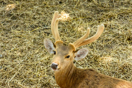 closeup photo of reindeer with hornの写真素材
