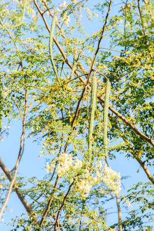 photo of drumstick on the plantの写真素材