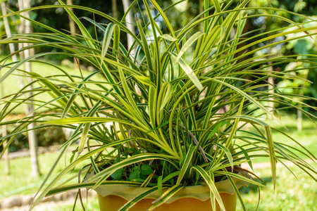 photo of beautiful croton plantの写真素材