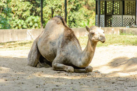 closeup photo of camel on the sandの写真素材