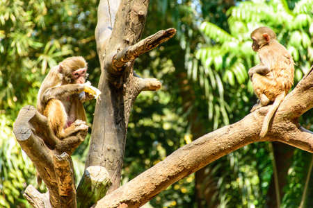 photo of monkeys on the branchの写真素材