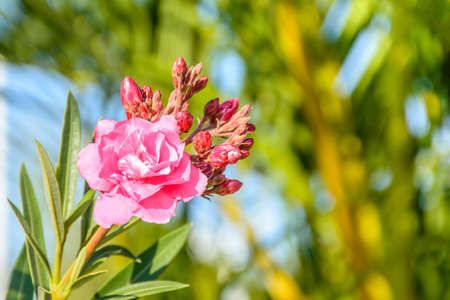 closeup photo of beautiful flower, oleanderの写真素材