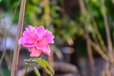 photo of beautiful rose flowerの写真素材