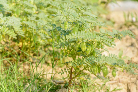 photo of chick pea plant with fruitsの写真素材