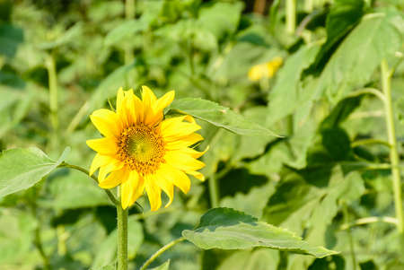 photo of sunflower in the farmの写真素材