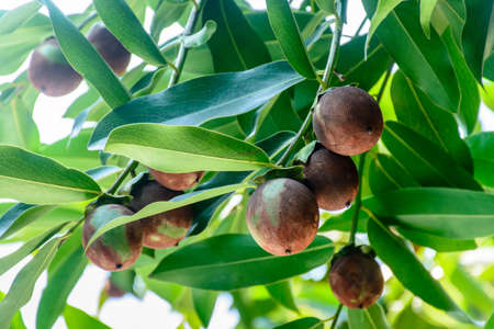 photo of persimmon fruits on the plantの写真素材