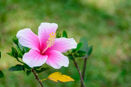 beautiful hibiscus flower with blur backgroundの写真素材