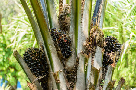 photo of plam oil treeの写真素材
