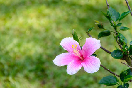 beautiful hibiscus flower with blur backgroundの写真素材