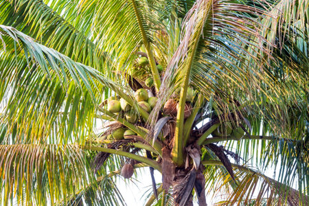 Coconut tree