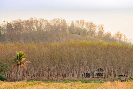 Rubber treeの写真素材