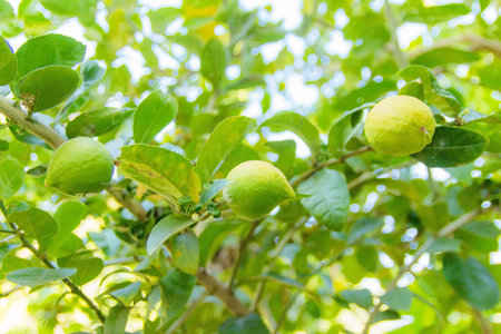 Lemon lime