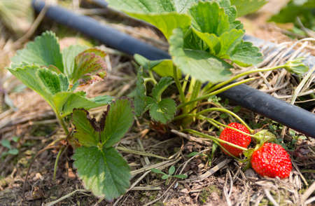 Red Strawberry in the farm.の写真素材