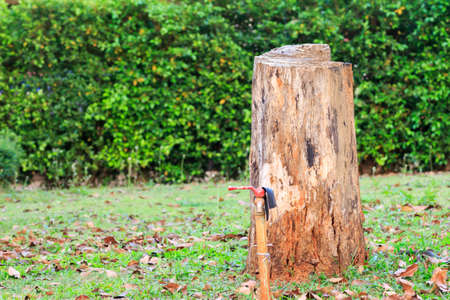 Old stub in the yard,old tab with rubber tube.の写真素材