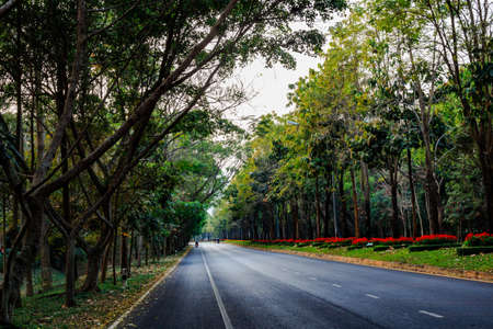 Straight line street with two side green treeの写真素材