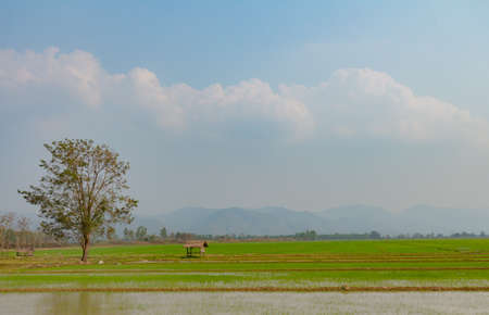Rice field with a small hut and big tree.の写真素材