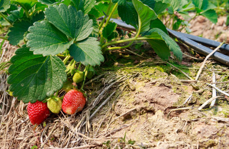 Red strawberry in the farm.の写真素材