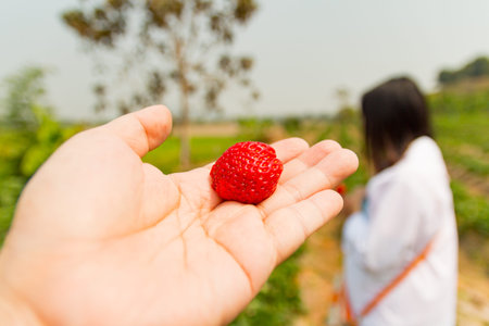 A strawberry in a hand with blur woman background.
