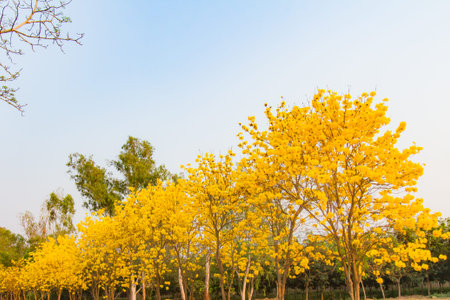 Yellow trumpet flower in Thailand