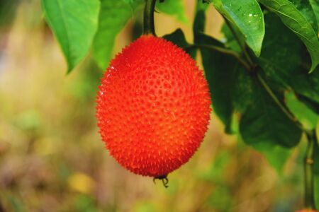 Baby Jack fruit grown up in the garden very colorful and good herb for healthy.の写真素材