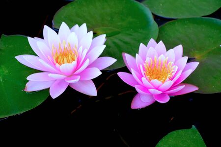 Purple lotus in the basin very fresh when looking, Good photos.の写真素材