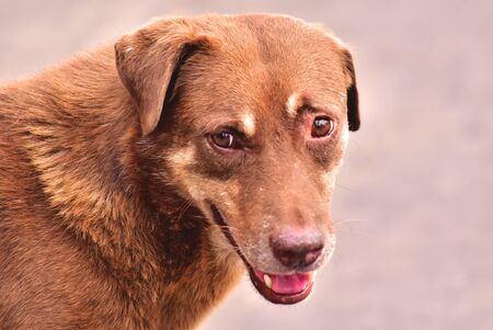 Brown dog on the street she very friendly with people, Lovely dog.の写真素材