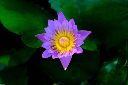 Lotus in the basin decoration in the garden very fresh and feel good after rain.の写真素材