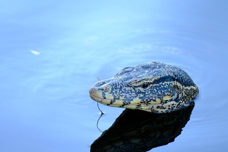 Varanus salvator lizard swimming in waterの写真素材