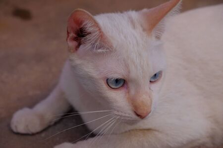 White cat very feel good in the morning, Nice day.の写真素材