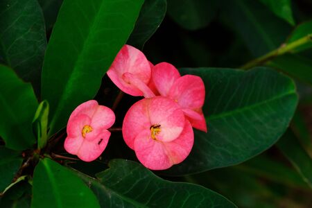 Christ Thorn flower is lucky flower blooming in the park very beautiful and fresh eyes.の写真素材