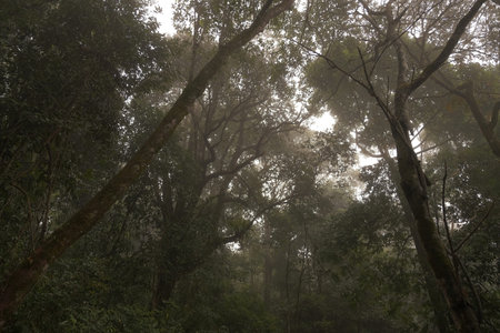Abundant forest in the laos are very fresh and beautiful.