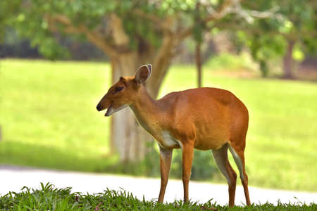 Barking deer is very beautiful decoration in the wild and remain in the Khao-yai national park of Thai land.の写真素材