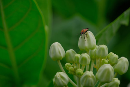 Crown flower is lucky flower decoration in the garden.