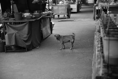 Homeless dog in the market he waiting some people take look after .の写真素材