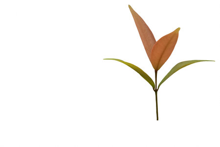 Isolated young twig leaf on white background for create the best your work. Place download buy.