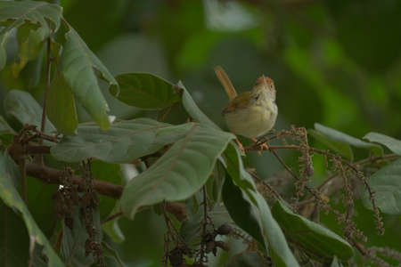 Tailorbird twittering at backyard in every morning is good sound nice.の写真素材