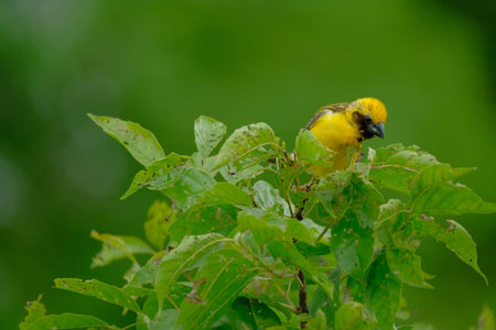 Be kind yellow bellied fairy fantail or yellow sparrow on the tree in the rain.