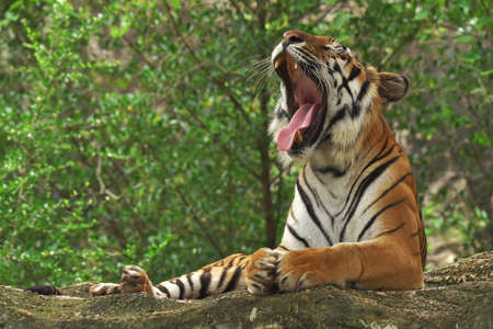 Rest time of the tiger on the stone and yawning happy.の写真素材