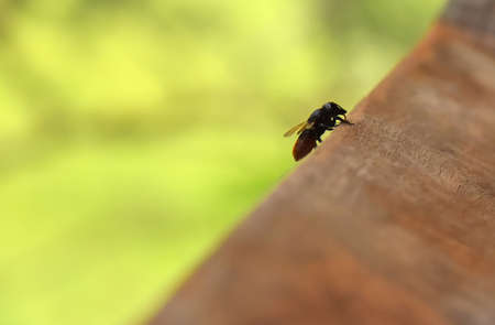 Big bee laber work hard he rest  on the window sill in Khao-yai national park.の写真素材