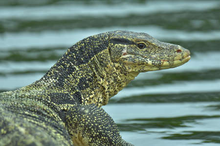 Varanus salvator or water monitor in nature. He resting sunbathe for dry skin.の写真素材