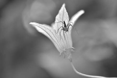 Black and white small spider sits under at white flower for eating dew in the morning.の写真素材
