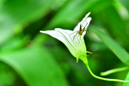 Small spider sits under at white flower for eating dew in the morning.の写真素材